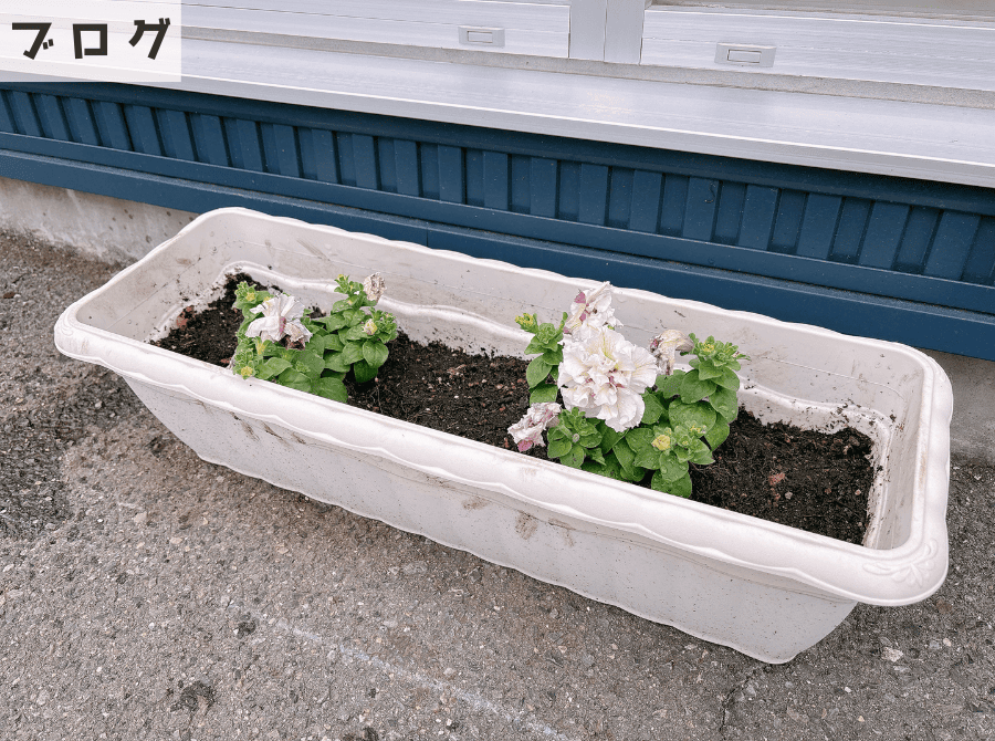 くらすホームの植物たち２ アイキャッチ画像