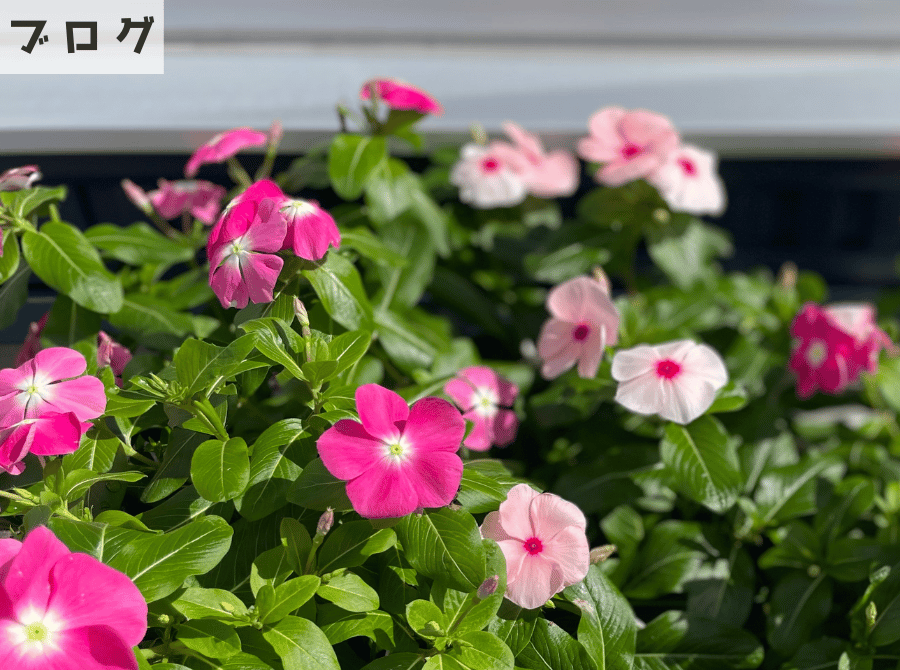 くらすホームの植物たち１ 画像