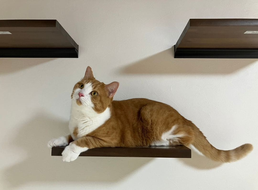 愛猫と暮らす家　～LDKの改装～ アイキャッチ画像